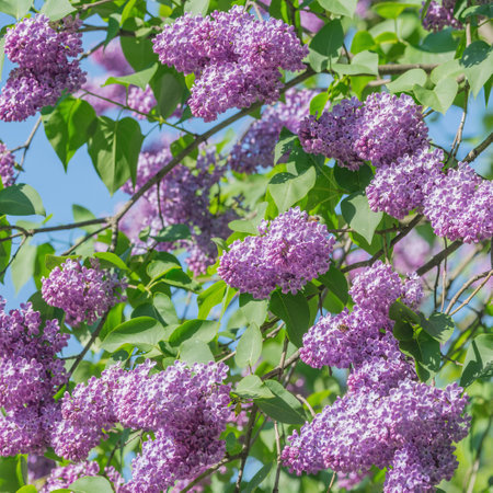 Blossoming lilac tree branches with flowers.の写真素材