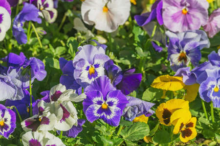 Pansy flowers on the flowerbed at sunny day.の写真素材