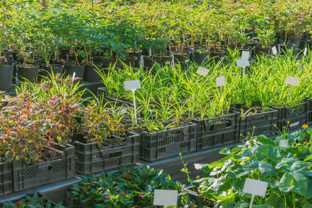 Green plants on the garden market territory.の写真素材