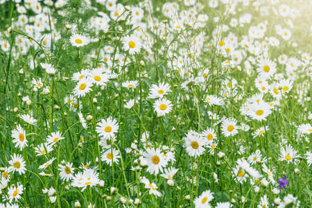 Beautiful white daisy flowers on the meadow at sunset.の写真素材