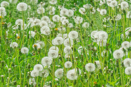 Flowers on the meadow.の写真素材