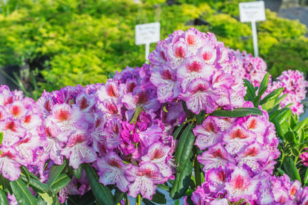Pink flowers of Rhododendron in the garden shop.の写真素材