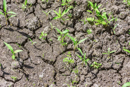 Plants on the dry soil surface background.の写真素材
