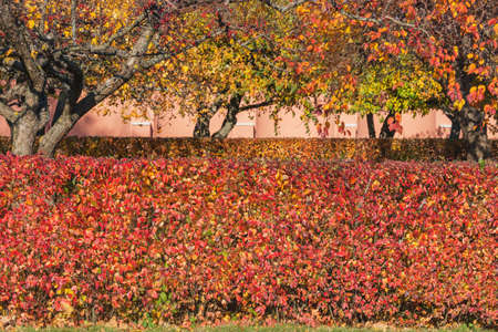 View of the autumn trees at autumn time.の写真素材