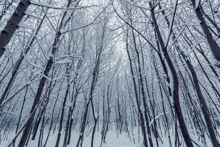 Forest at winter day time.