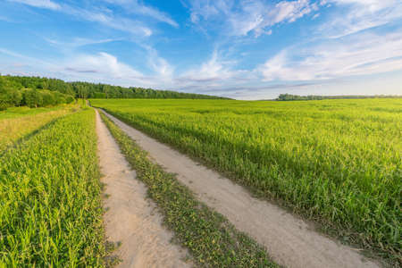 Dry road in the field at sunset.の写真素材