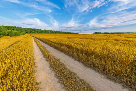 Dry road in the field at sunset.の写真素材