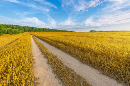 Dry dirty road in the field at sunset.の写真素材