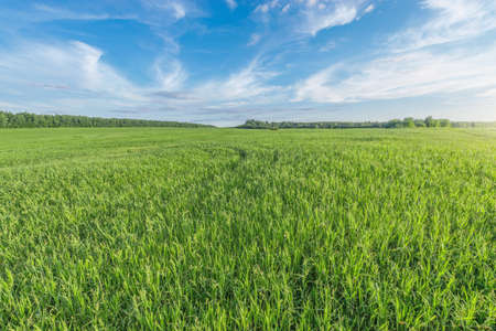 Green grass on the field at sunset.の写真素材