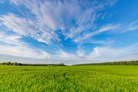Green grass on the field at sunset.の写真素材