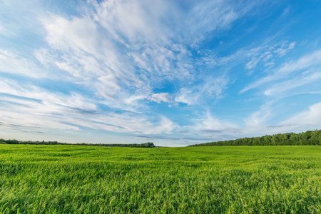 Green grass on the field at sunset.の写真素材