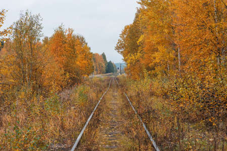 Railway track by the station in the autumn forest.の写真素材