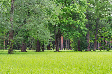 Green meadow in the summer city park.の写真素材
