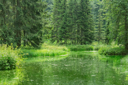 Green plants by the lake in the summer city parkの写真素材