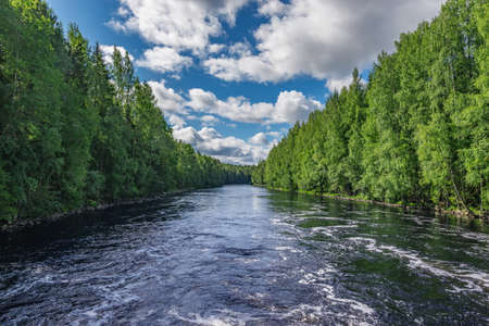 River in the summer forest.の写真素材