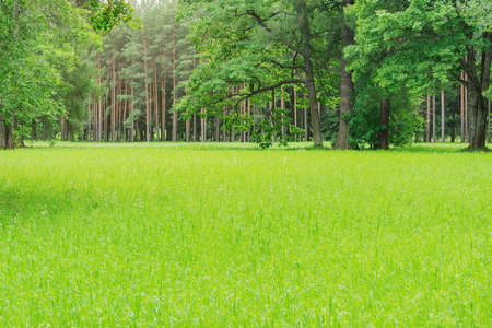 Green grass in the summer city park.の写真素材