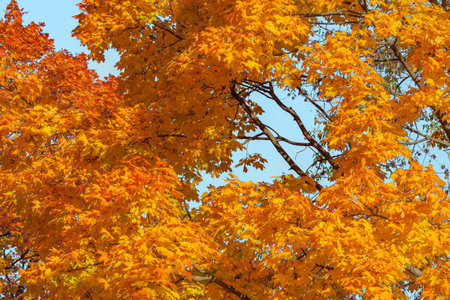 Maple trees in the city park at autumn day time.の写真素材