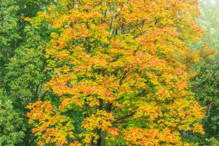 Maple trees in the city park at autumn day time.の写真素材