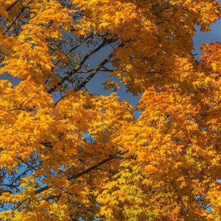 Maple trees in the city park at autumn day time.の写真素材
