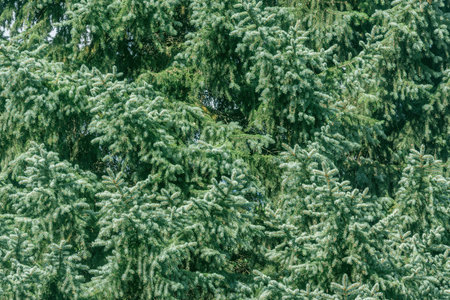 Blue spruce tree branches background.の写真素材