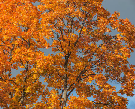 Maple trees in the city park at autumn day time.の写真素材