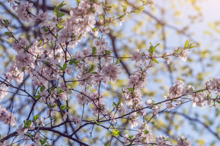 Blossoming cherry branch with white flowers on blue sky background.の写真素材