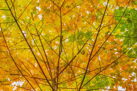 Maple tree branches in the city park at autumn day.の写真素材