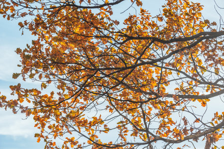 Oak tree branches in the city park at autumn day.の写真素材