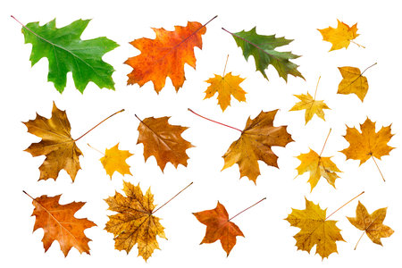 Set of colorful maple leaves on white.の写真素材