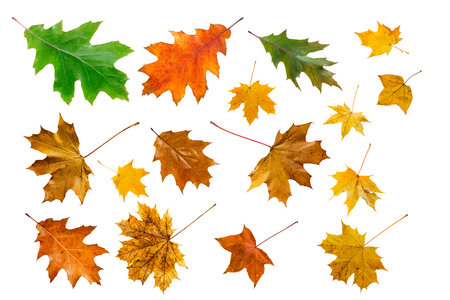 Set of colorful maple leaves on white.の写真素材