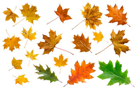 Set of colorful maple leaves on white.の写真素材