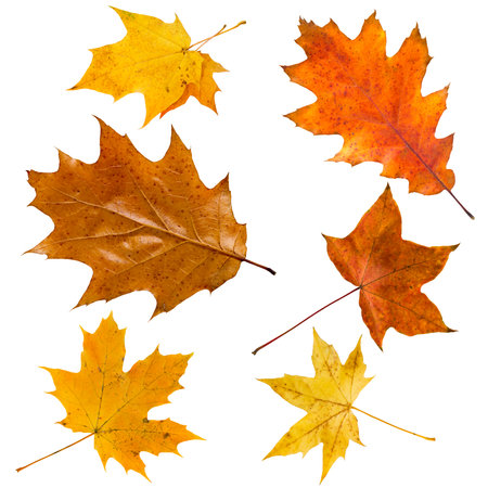Set of colorful maple leaves on white.の写真素材