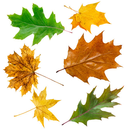 Set of colorful maple leaves on white.の写真素材