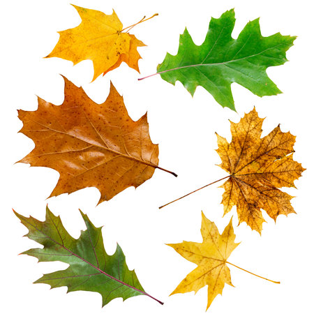 Set of colorful maple leaves on white.の写真素材