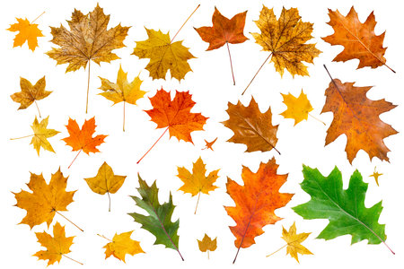 Set of colorful maple leaves isolated on white.の写真素材