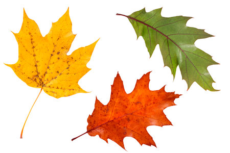 Set of colorful maple leaves isolated on white.の写真素材