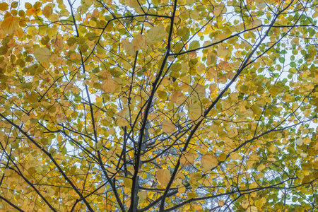 Tree branches in the city park.の写真素材