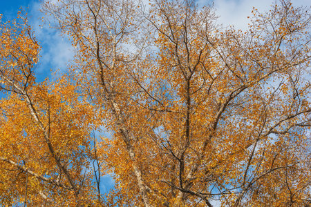 Tree branches in the city park at autumn day.の写真素材