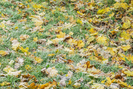 Maple leaves on the grass at cold autumn morning.の写真素材
