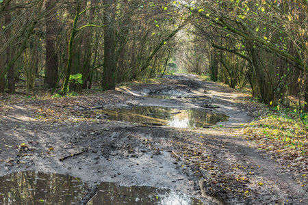 Puddles of the dirty trail in the forest at autumn morning.の写真素材