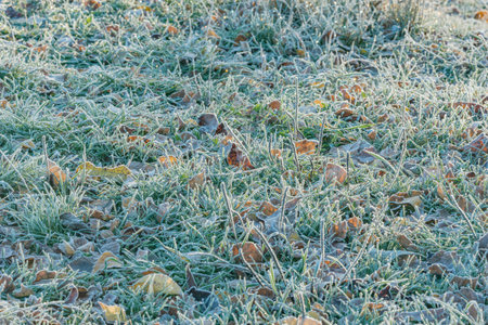 Grass under the frost at cold autumn morning.の写真素材