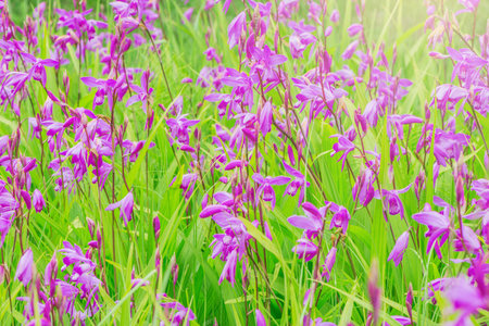 Violet flowers on the meadow.の写真素材