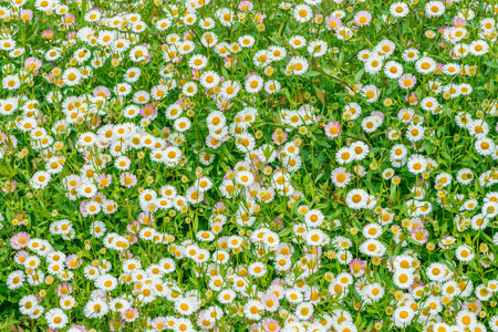 Beautiful white daisy flowers on the meadow.の写真素材