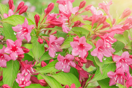 Red flowers of azalea on the meadow.の写真素材