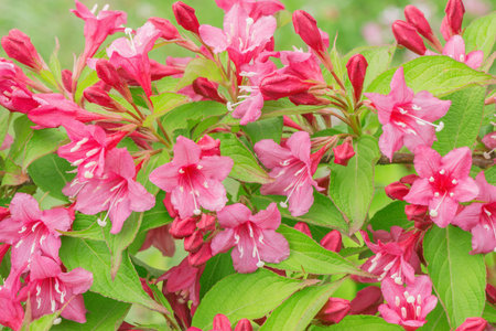 Red flowers of azalea on the meadow.の写真素材