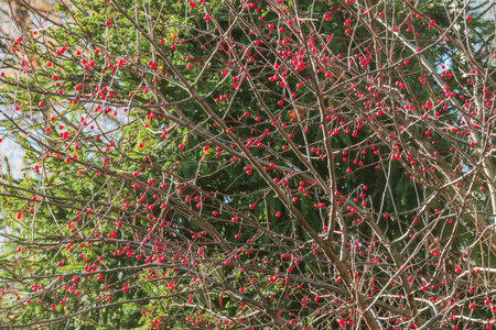 Frozen red berries on the branches at autumn morning time.の写真素材