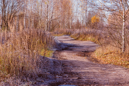 Path under the frost in the forest at autumn morning.の写真素材