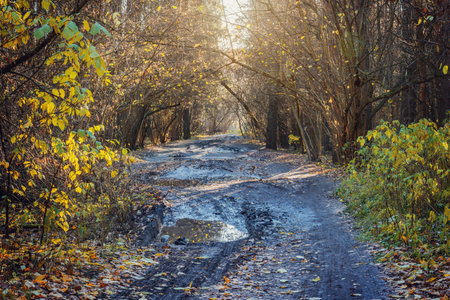 Puddles of the dirty trail in the forest.の写真素材