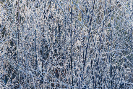 Frozen branches under the frost at cold autumn morning.の写真素材
