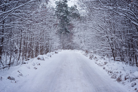 Road in the forest.の写真素材